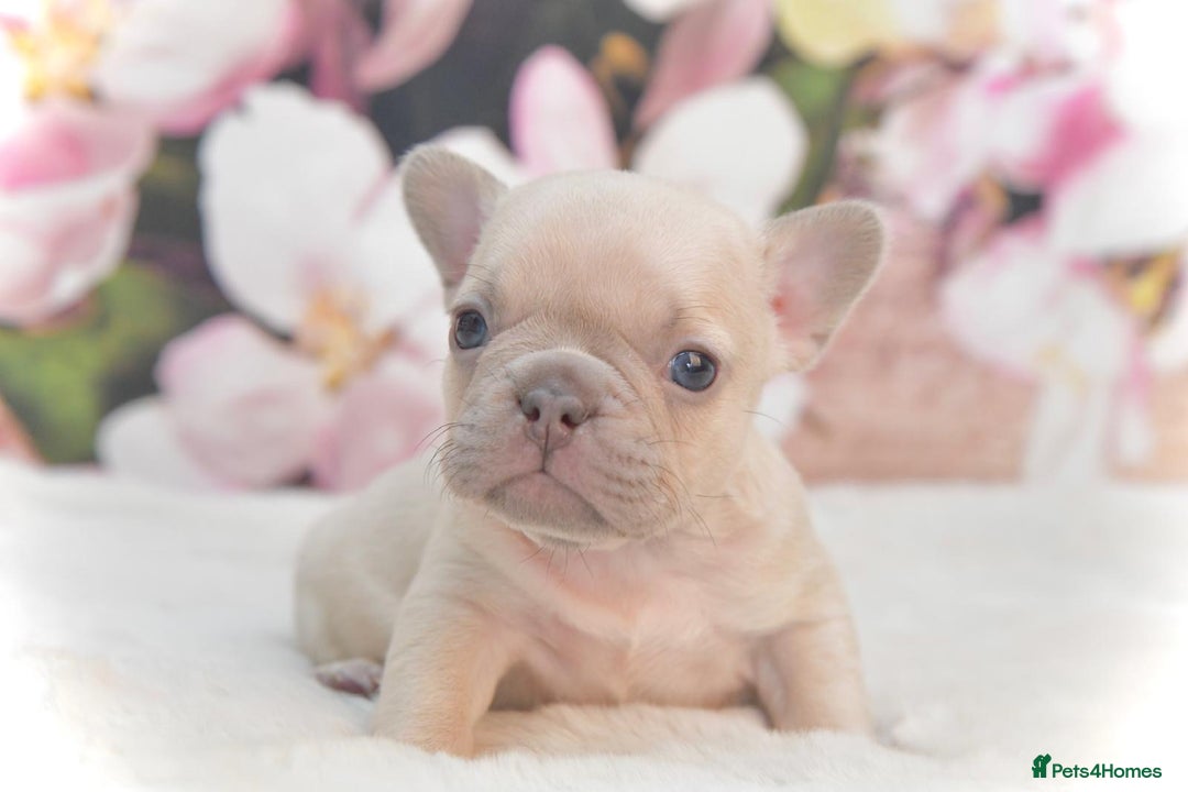 French Bulldog dogs for stud: NEW SHADE ISABELLA health tested  in Hastings - Image 6