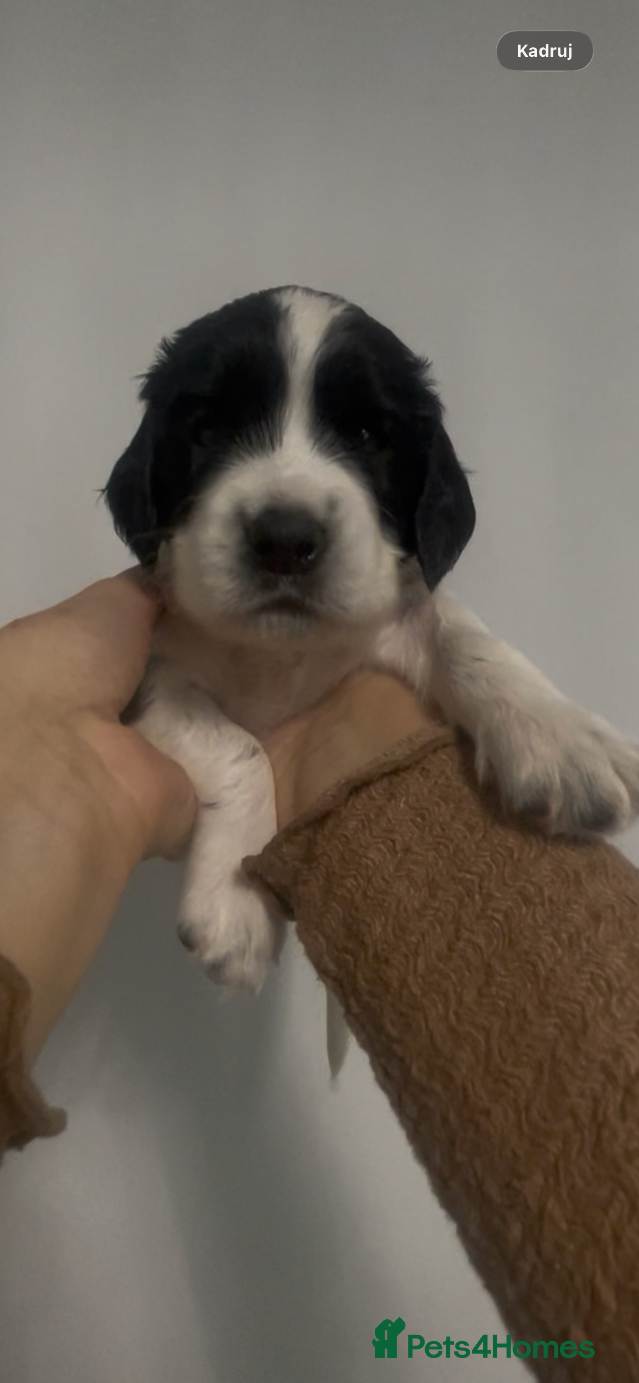 English Springer Spaniel dogs 4 weeks old🐶❤️AdorableSpringerSpanielPuppie 🐶❤️  - Advert 2