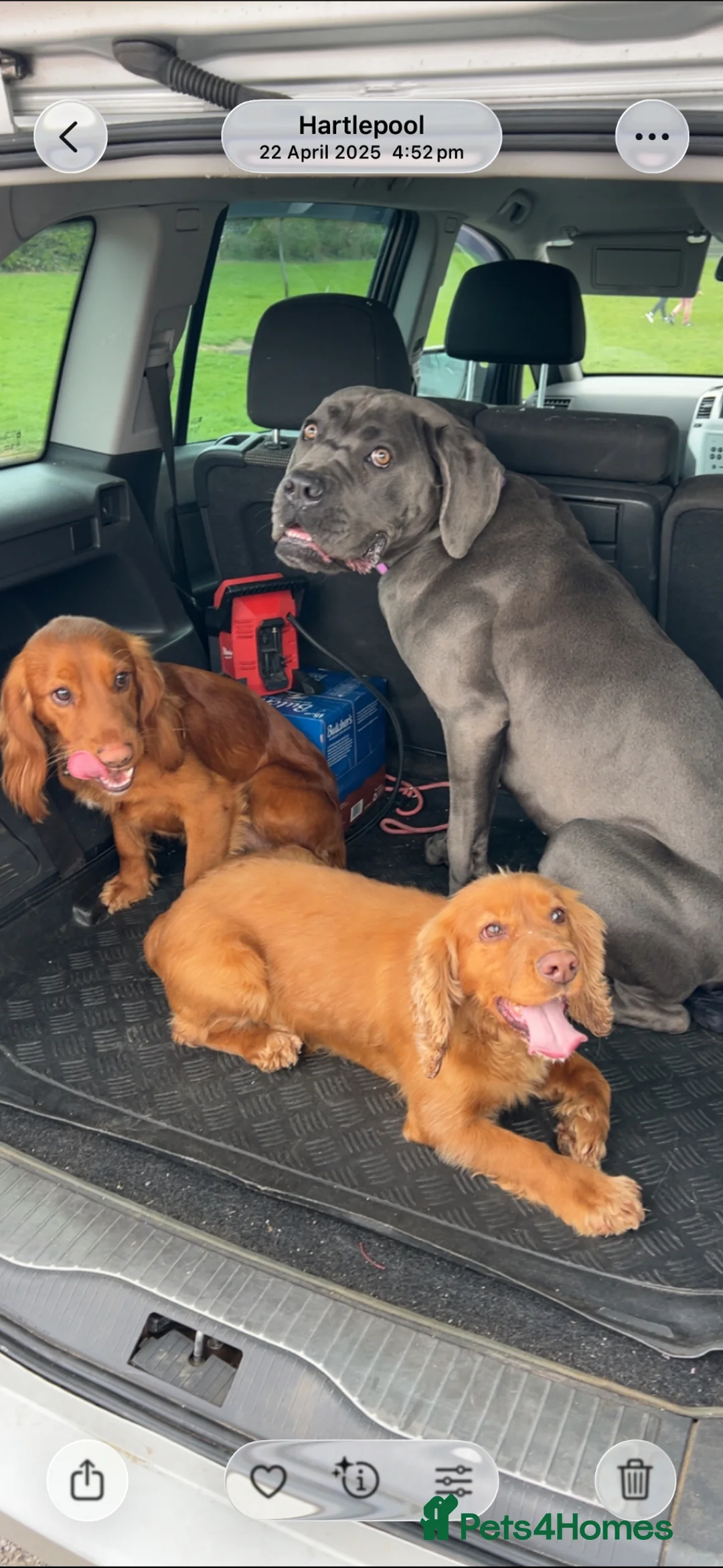 Cocker Spaniel dogs for sale: Male cocker spaniel 3  - Advert 2