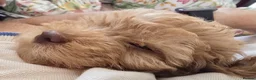 Cockapoo dogs for sale: Male cockapoo Puppy in Boston - Advert 4