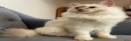 Ragdoll cats for sale: Registered Ragdoll Kittens - Advert 6