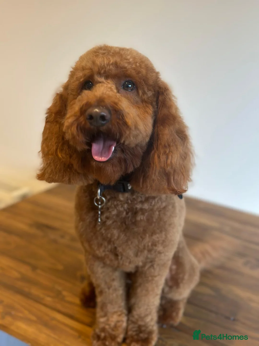 Miniature Poodle dogs for stud: Teddy , RED poodle ( BOY ) - Advert 3