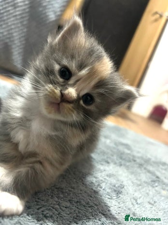 Maine Coon cats - Advert 1