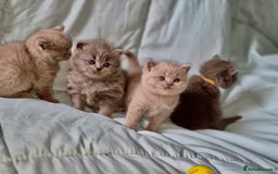 British Shorthair cats for sale: British short and long haired kittens GCCF  - Image 1