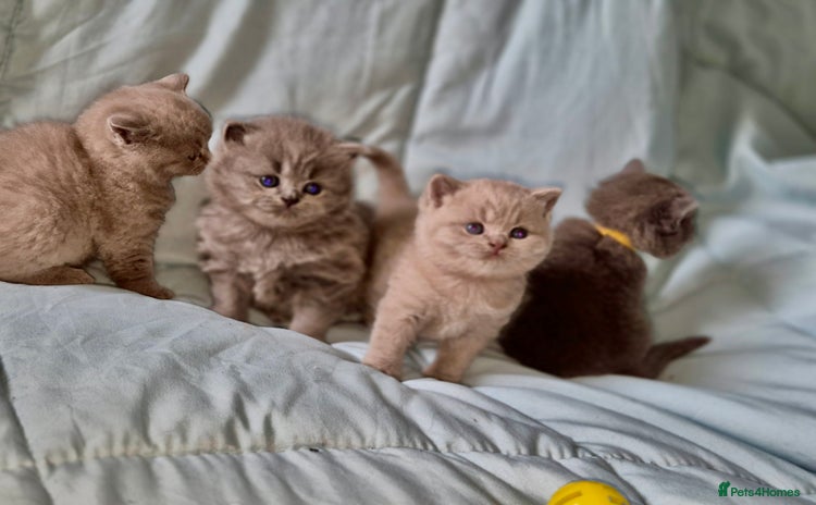 British Shorthair cats - Advert 4