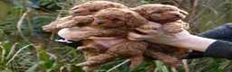 Cavapoo dogs for stud: Cavapoo Stud Dog  5.8kg. 5* Council reg’d - Advert 6