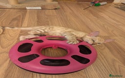 Bengal cats for sale: Bengal Kittens Purebred with Champion Lines  - Image 4