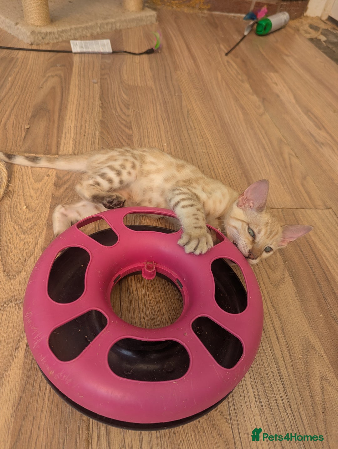 Bengal cats for sale: Bengal Kittens Purebred with Champion Lines  - Image 4