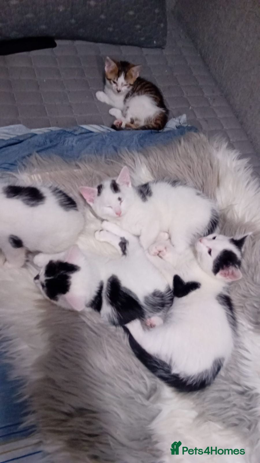 Mixed Breed cats Friendly kitten - Advert 1