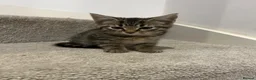 Mixed Breed cats for sale: 5 beautiful kittens, mix of black and tabby  - Advert 11
