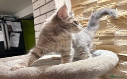Maine Coon cats for sale: Pure blood Maine coon kittens  - Image 18