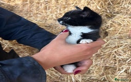 Domestic Shorthair cats for sale: Black and white kitten - Image 2