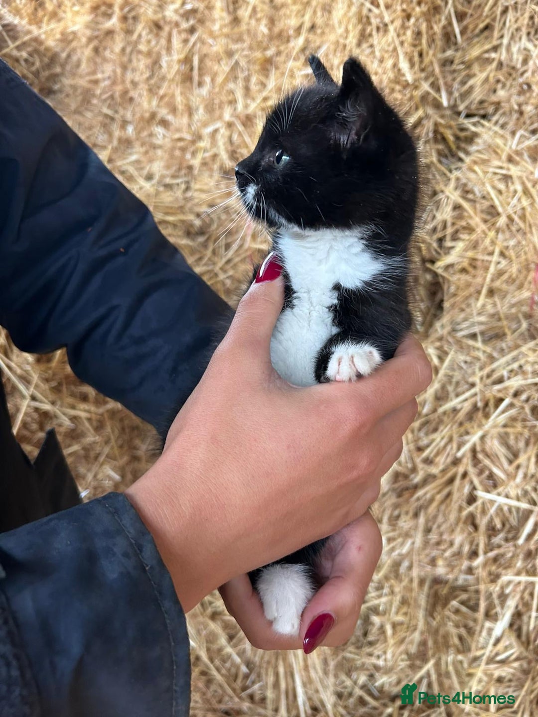 Domestic Shorthair cats for sale: Black and white kitten - Image 2