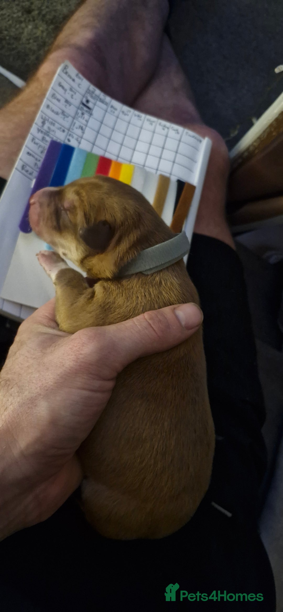 Mixed Breed dogs for sale: Bull grehound x collie (bull lurchers) - Advert 10