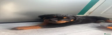 Rottweiler 1