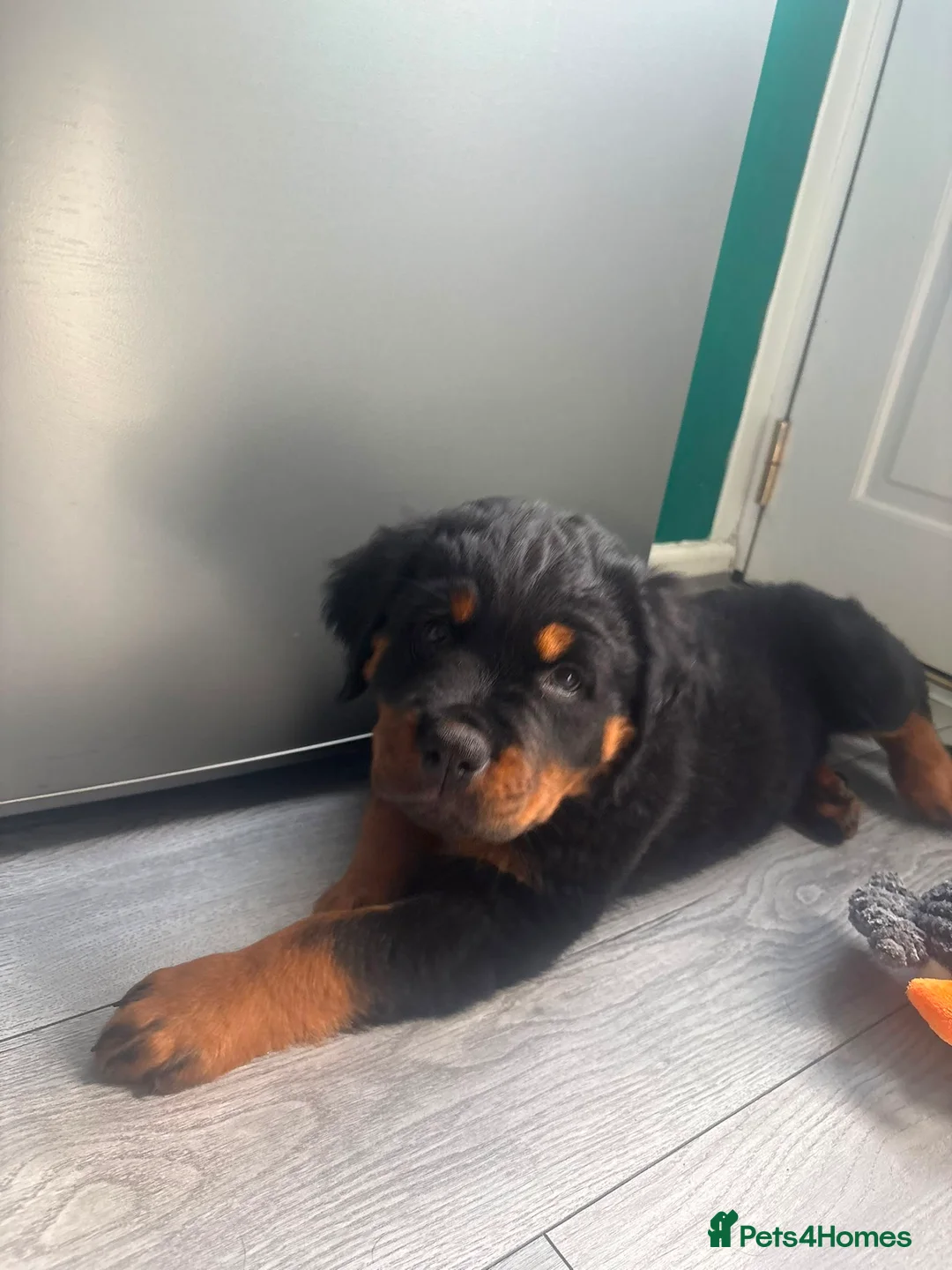 Rottweiler dogs for sale: World champion bloodlines 1 girl available  - Advert 2