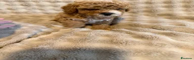 Cavapoo 1