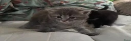 Domestic Shorthair cats for sale: beautiful babies looking for their forever home 🐱 - Advert 8