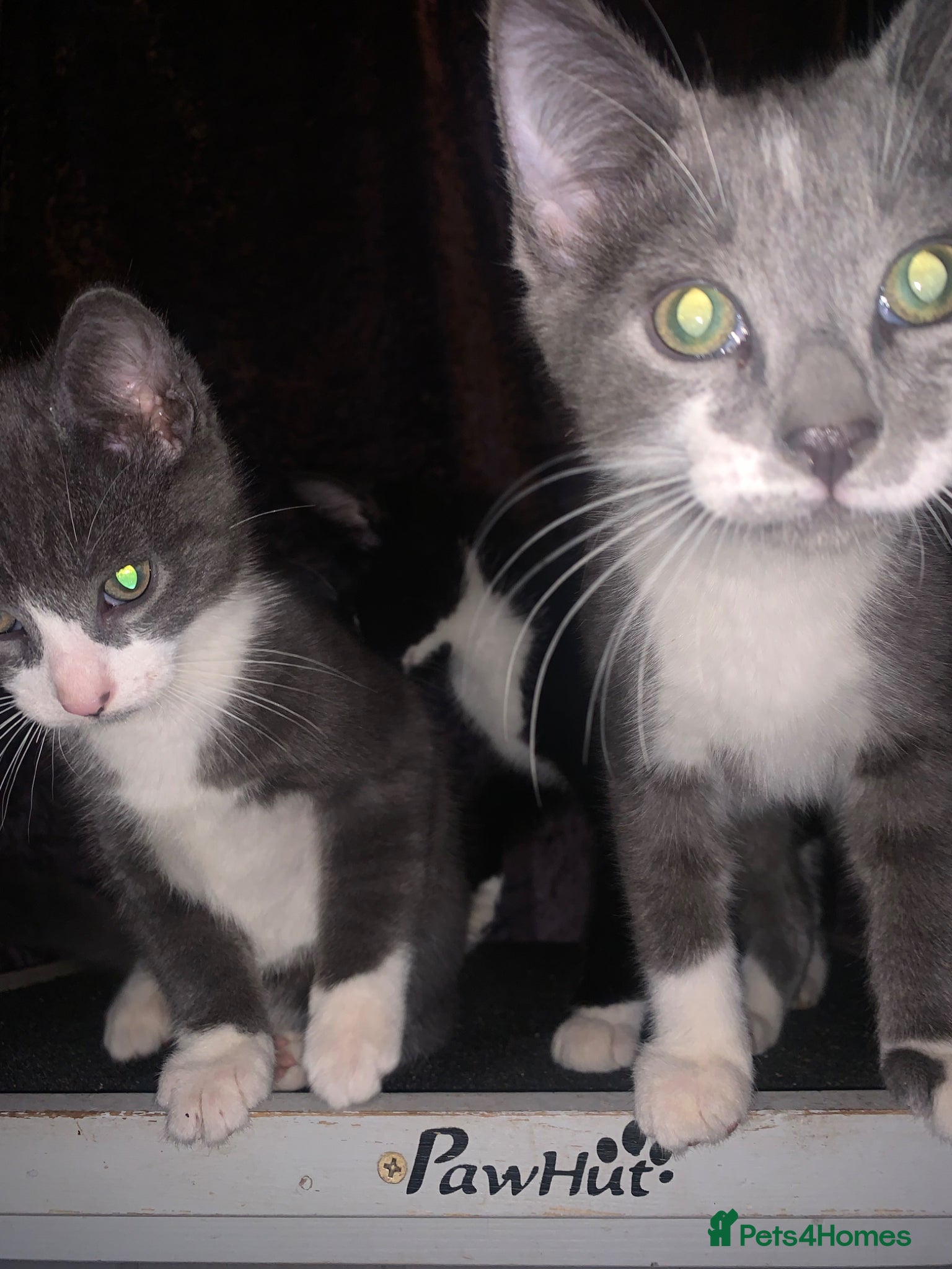 Mixed Breed cats Kittens For Sale In Birmingham: - Advert 19
