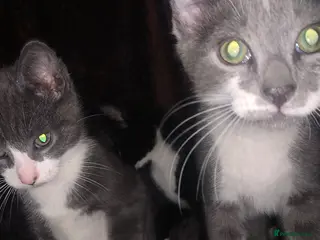 Mixed Breed cats Kittens For Sale In Birmingham: - Advert 19