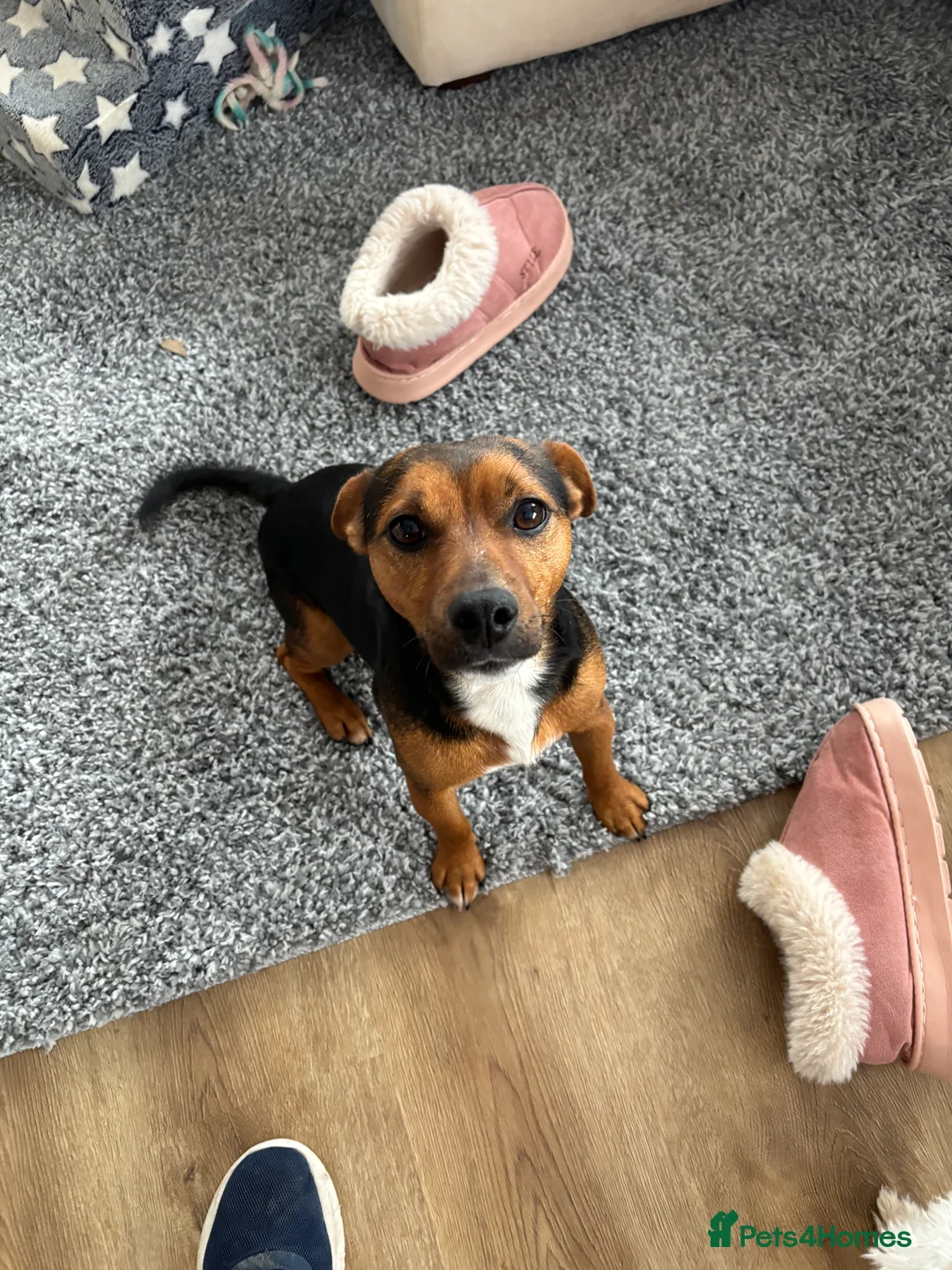 Mixed Breed dogs for sale: Maltijack - Advert 19