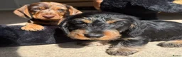 Miniature Dachshund dogs for sale: 🐶kc registered miniature wire haired dachshunds  - Advert 4