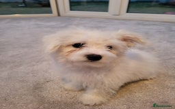 Maltese dogs for sale: Bishon Maltese - Image 2