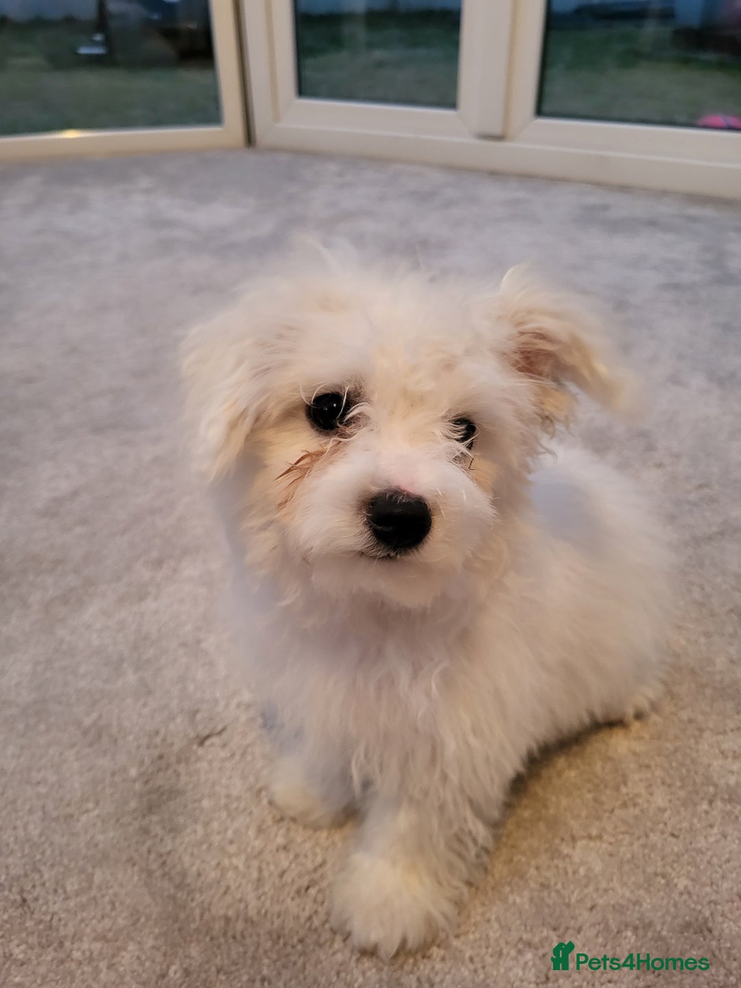 Maltese dogs for sale: Bishon Maltese - Image 2