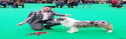 Australian Shepherd dogs for sale: Australian shepherd Black Tri Puppy Female - Advert 16