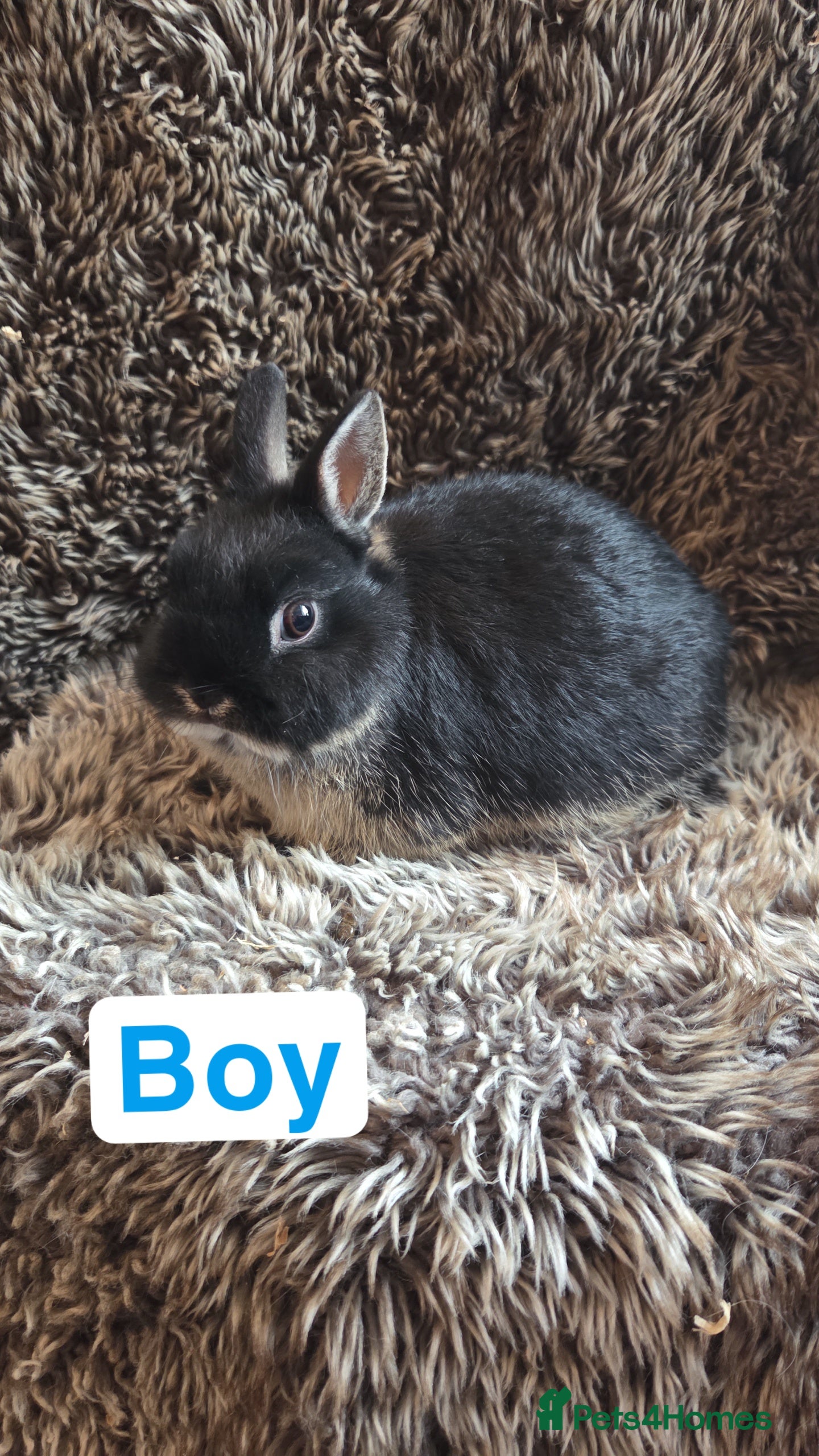 Netherland Dwarf rabbits Baby Netherland Dwarfs  - Advert 1