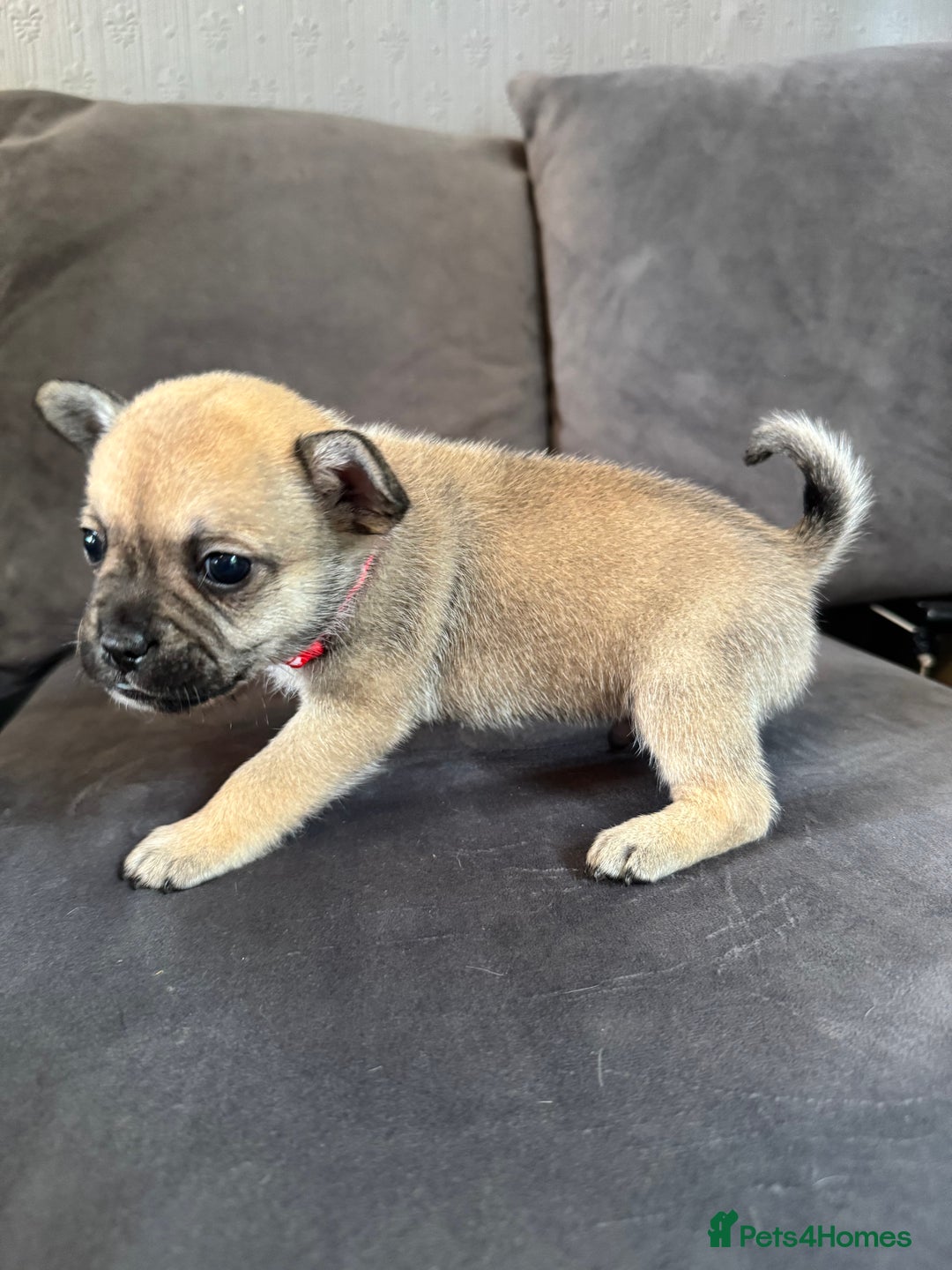 Mixed Breed dogs for sale: 5 x French Pomerdogs - Image 12