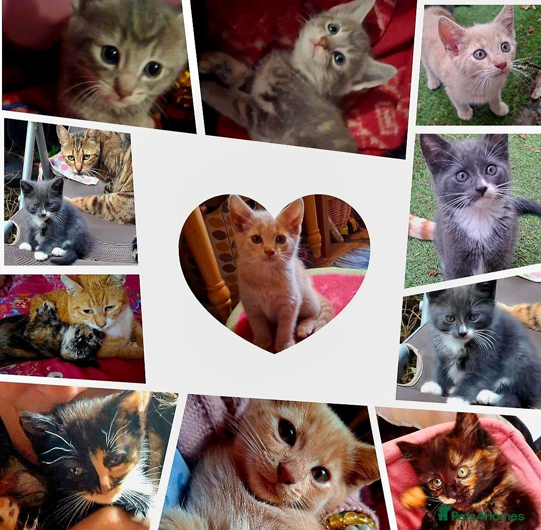 Mixed Breed cats Lovely Kittens 😻 - Advert 2