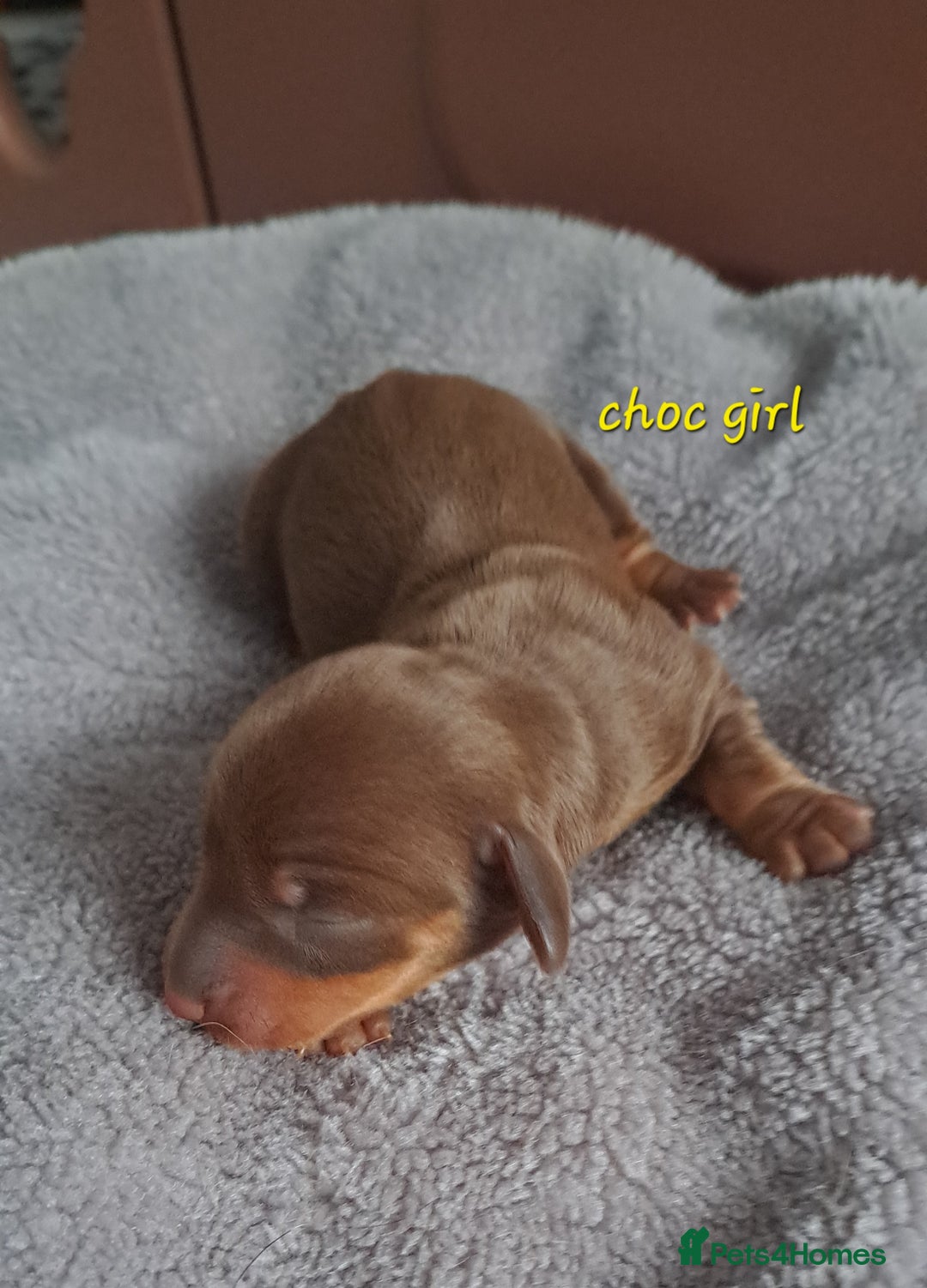 Dachshund dogs for sale: Miniature dachshund puppies  - Advert 6