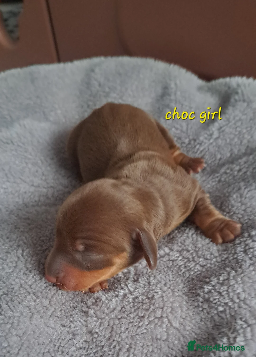 Dachshund dogs for sale: Miniature dachshund 1 girl left - Advert 33
