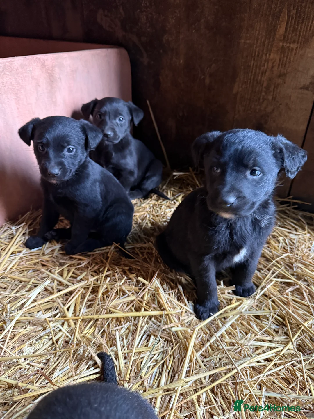 Mixed Breed dogs for sale: Gorgeous Labrador/ lurcher Puppies.  - Advert 7
