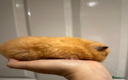 Hamster rodents for sale: Chubby & Friendly Retired Longhaired Cream Girl - Image 3