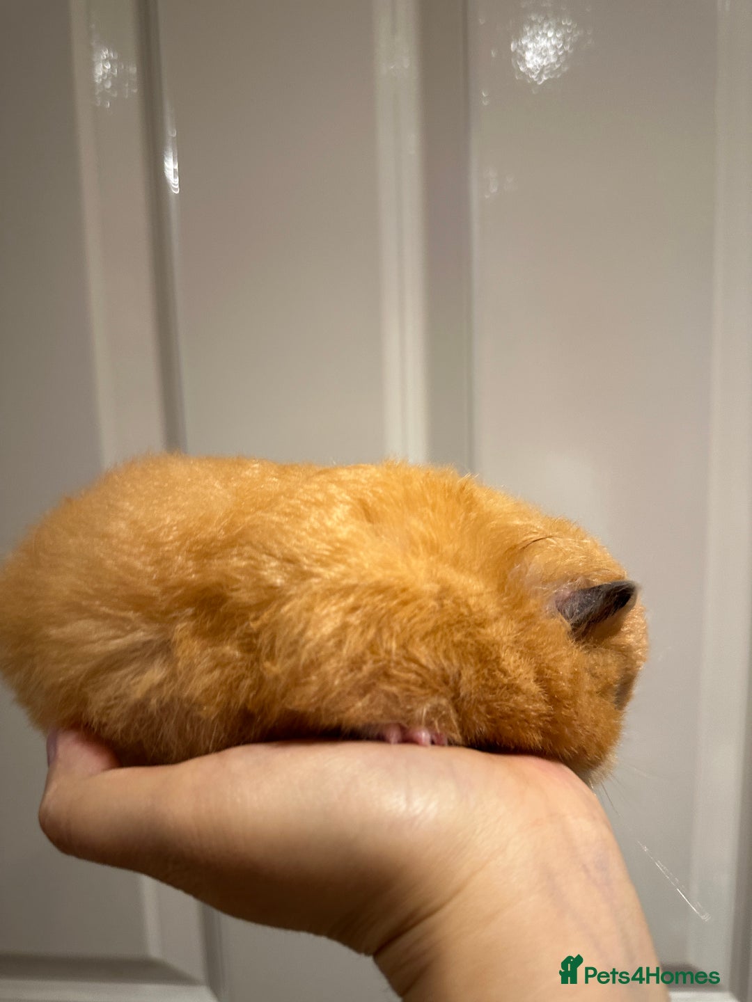 Hamster rodents for sale: Chubby & Friendly Retired Longhaired Cream Girl - Image 3