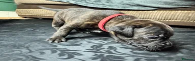 Red Collar Puppie