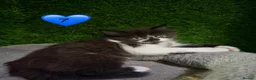 Mixed Breed cats for sale: Beautiful litter of fluffy kittens  - Advert 38