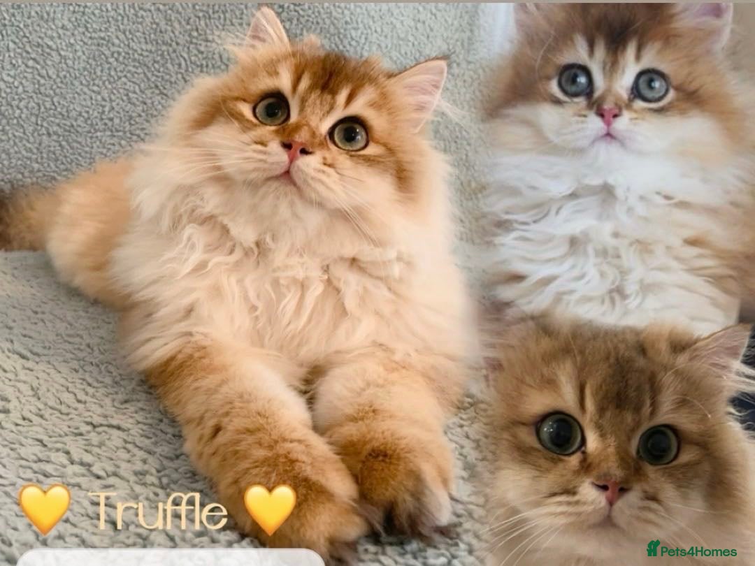 British Longhair cats for sale: Blue golden shaded of the world 🏆's offspring - Image 17