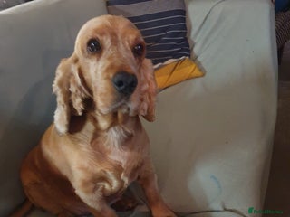 Cocker Spaniel dogs - Advert 17