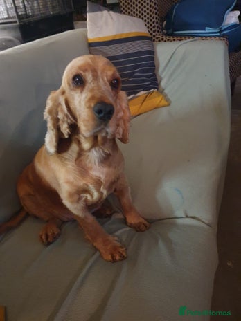 Cocker Spaniel dogs - Advert 4