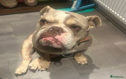 English Bulldog dogs for sale: Forever home needed - Image 7