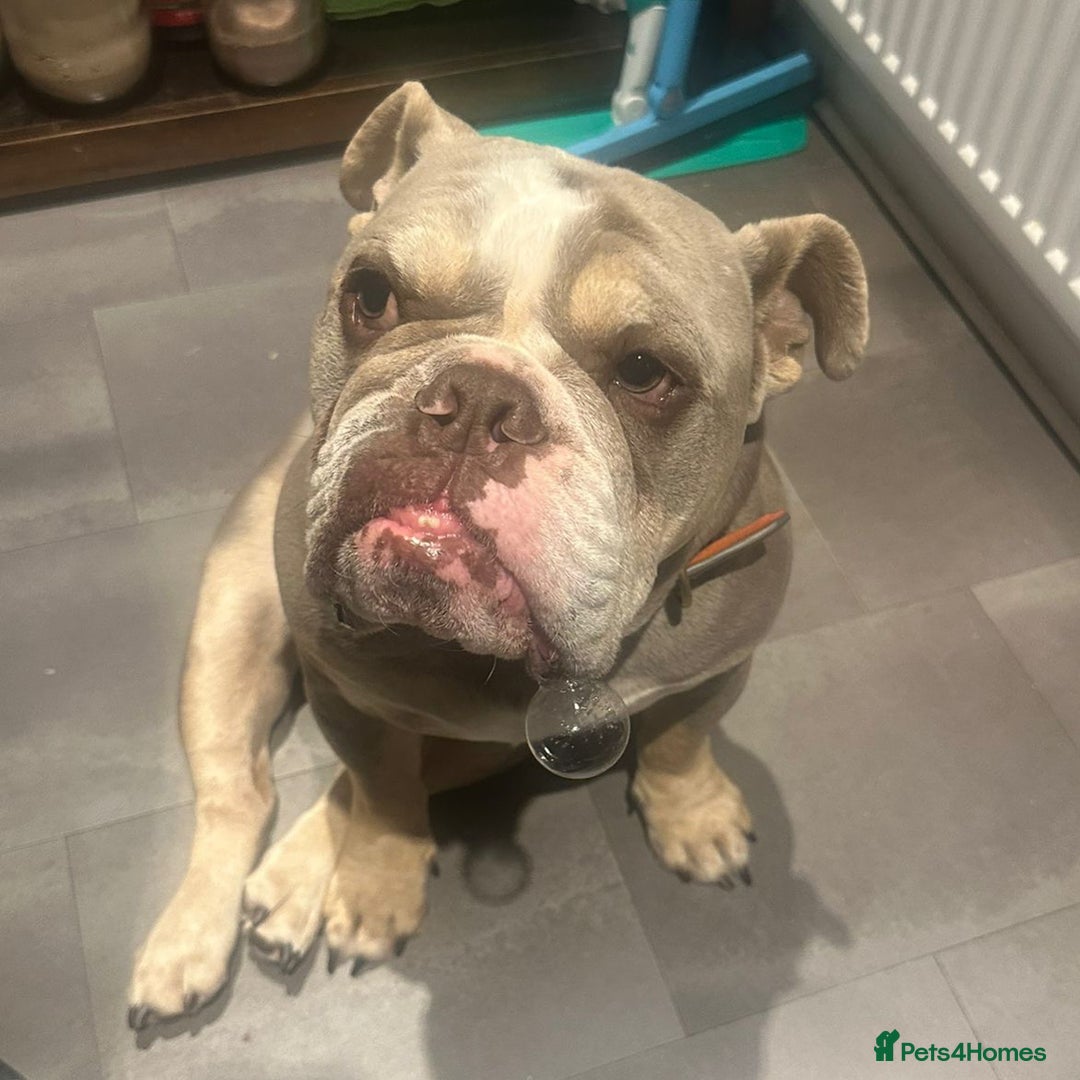 English Bulldog dogs for sale: Forever home needed - Image 7