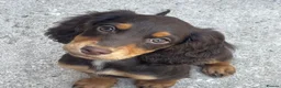 Cocker Spaniel dogs for sale: 7 Chocolate & Tan Cocker Spaniel Pups  - Advert 8