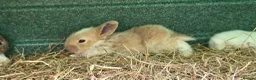 Mixed Breed rabbits for sale: Beautiful little of mixed giants  - Advert 6