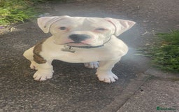 American Bulldog dogs for sale: American Bulldog 8 month puppy (Not XL Bully) - Image 6
