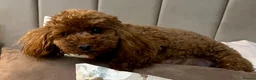 Toy Poodle dogs for sale: GORGEOUS RED KC TOY POODLE PUPPIES - Advert 16