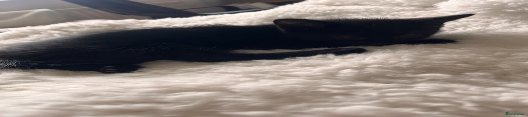 British Longhair Kitten 5