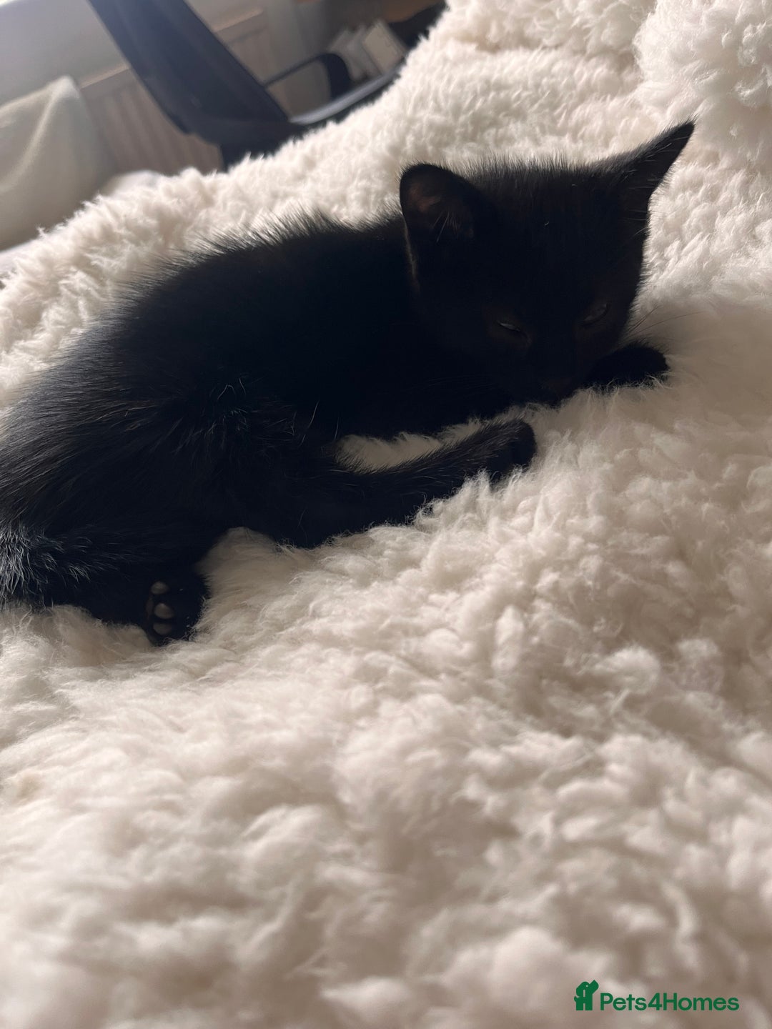 British Longhair cats for sale: Last ones of the litter  - Image 10